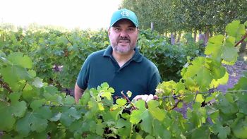 Horacio Bibiloni: Un viñedo llega a ser viejo porque es bueno y da calidad. | LMCipolletti.com Horacio Bibiloni: Un viñedo llega a ser viejo porque es bueno y da calidad.