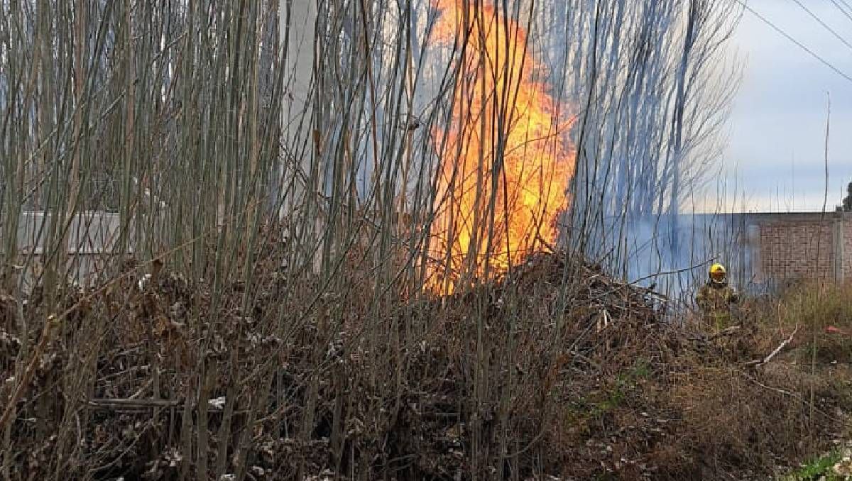 Bosque talado: La Muni descarta una toma