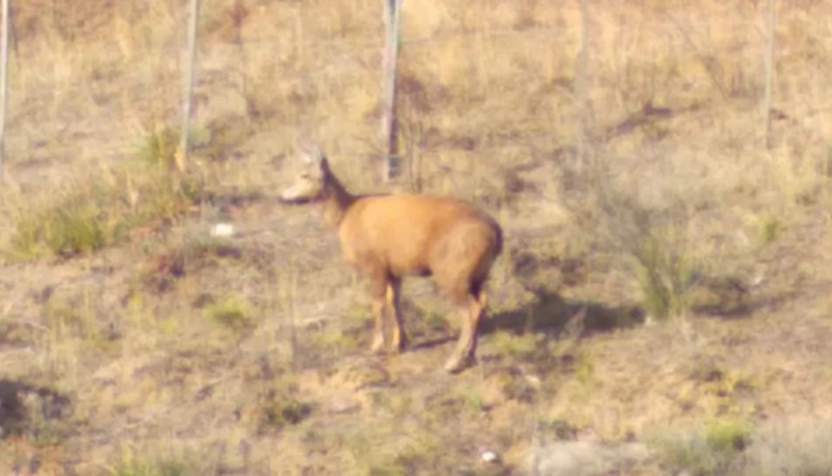 La hembra de huemul avistada cerca de la ruta alternativa de acceso al Parque Lago Puelo, en Chubut.&nbsp; 