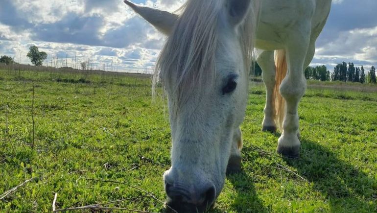 Te amamos para siempre Carlitos: inmenso dolor por el caballito de equinoterapia que robaron y faenaron