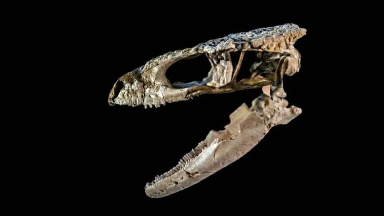 Nuevo hallazgo paleontológico de relevancia para la ciencia en Río Negro: convocan a la población a conocerlo