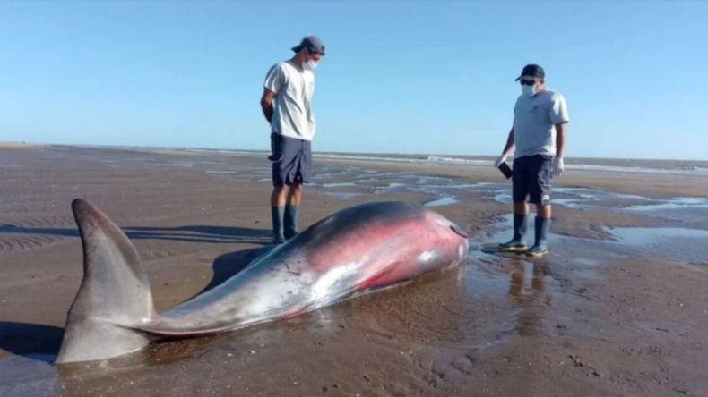 El zifio apareció varado en la costa de San Clemente del Tuyú y fue trasladado para su estudio por especialistas.