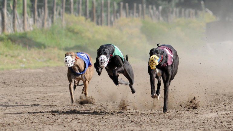 Deberán pagar 170 mil pesos por organizar carreras de galgos
