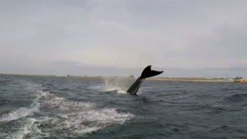 hacia kitesurf y lo sorprendio una ballena en la costa rionegrina