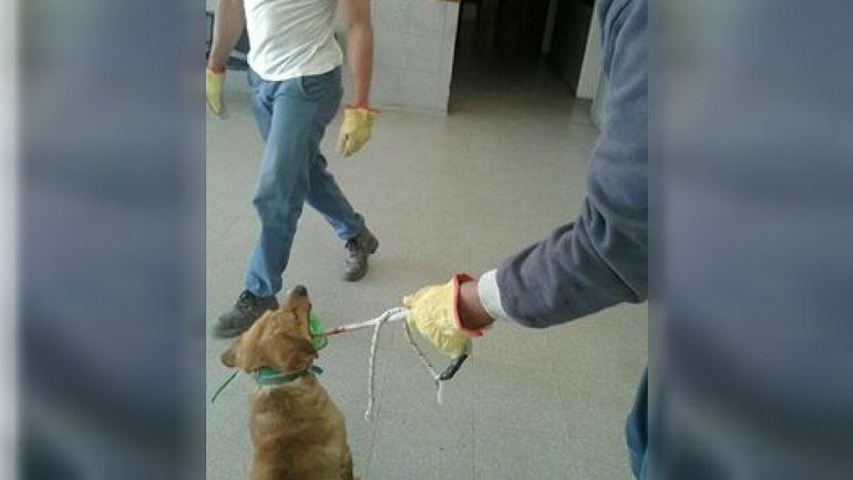 Polémica por el retiro de perros callejeros del hospital