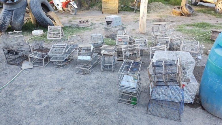 Las jaulas secuestradas en la casa del infractor.&nbsp;