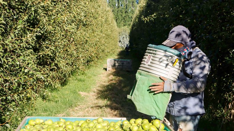 La cosecha de peras mantiene su tendencia creciente desde la campaña 2022.