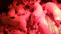 como trabaja el primer laboratorio de mejoramiento genetico porcino en neuquen