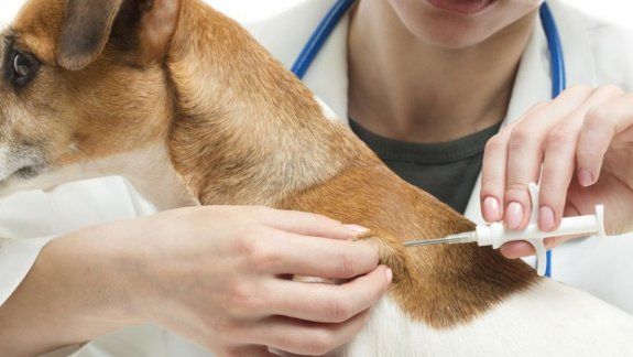En el Municipio quieren ponerles chips a todos los perros 