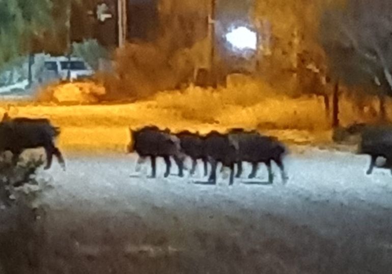 Una manada de jabalíes se paseó por Las Grutas
