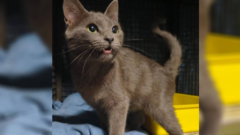 Duquesa y esa mirada tan tierna. Las chicas de APAFO le buscan una familia con urgencia. ¿Las ayudás?