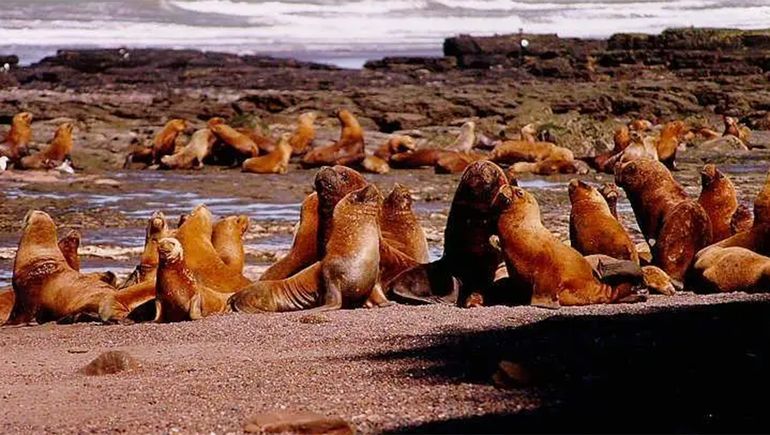 Por un caso de gripe aviar en un lobo marino, cerraron el Área Protegida Punta Bermeja