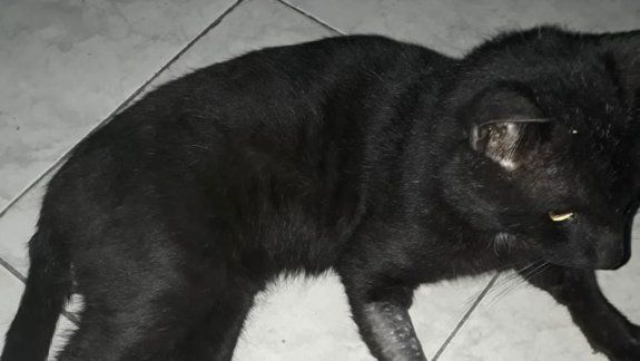 Mutilaron a otro gato en el barrio Villarino y crece el temor 