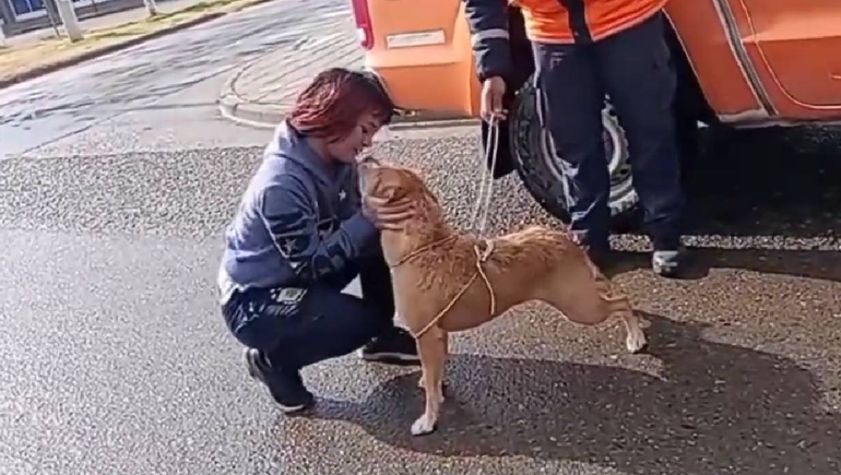 El momento en el que la perrita se reencuentra con su dueña.
