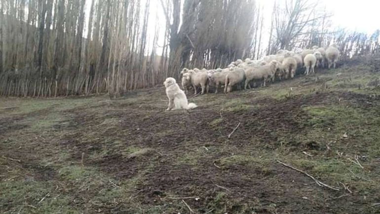 Se desarrollaron técnicas sobre la correcta incorporación de los perros y demostraciones prácticas sobre su manejo y cuidado.