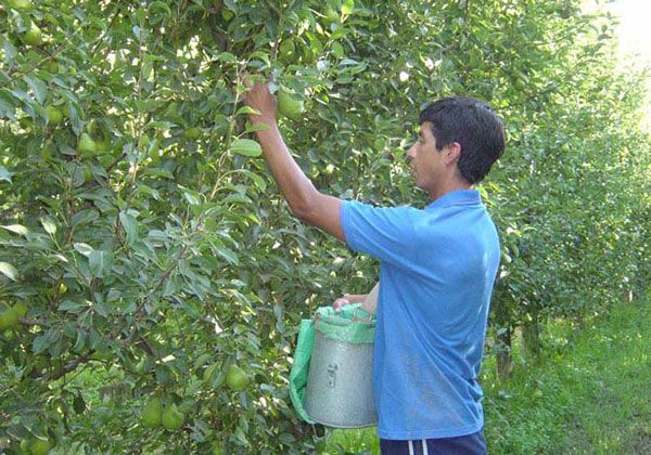 Provincia aportó $14 millones al programa de Supresión de Carpocapsa