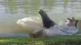 La naturaleza sorprendió a un joven de Patagones, quien logró filmar un evento que se hizo viral en las redes sociales. | LMCipolletti.com La naturaleza sorprendió a un joven de Patagones, quien logró filmar un evento que se hizo viral en las redes sociales.