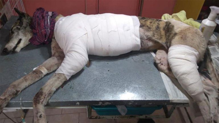 Arrastraron una perra por la ruta chica y la abandonaron