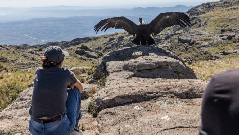 Liberan a dos cóndores andinos con rastreadores satelitales: ¿Qué buscan?