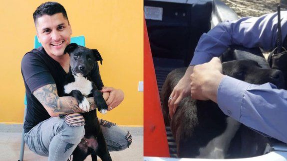 El perrito golpeado en Oro fue adoptado por uno de los policías que lo rescató