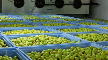 Los stocks almacenados en cámaras frigoríficas superan los niveles de 2025 y generan mayor oferta de fruta en el mercado europeo. | LMCipolletti.com Los stocks almacenados en cámaras frigoríficas superan los niveles de 2025 y generan mayor oferta de fruta en el mercado europeo.