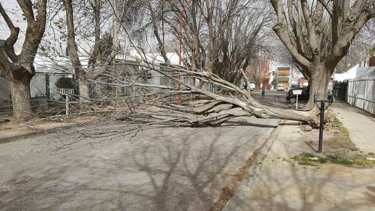 El viento causó destrozos en diferentes barrios de la ciudad