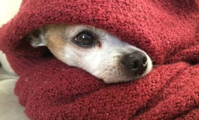 ¿El perro debe dormir adentro o afuera del hogar?.