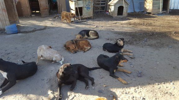 La Muni demandará a una proteccionista del refugio canino por calumnias y amenazas