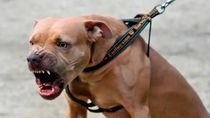 pitbull ataco a una beba de un ano y la dejo en terapia intensiva