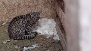El gato montes es un animal de la fauna silvestre, una especie protegida.