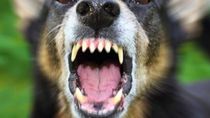 El perro atacó a la niña, y el dueño del animal admitió su responsabilidad. 
