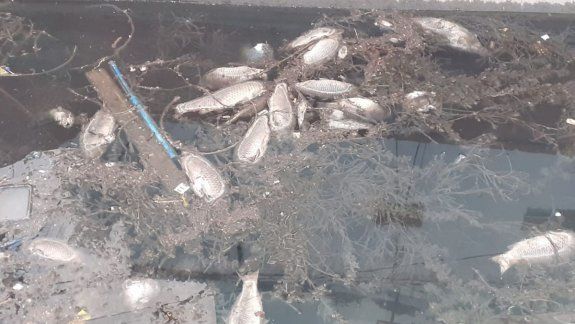 Carpas muertas se amontonan en un canal cipoleño