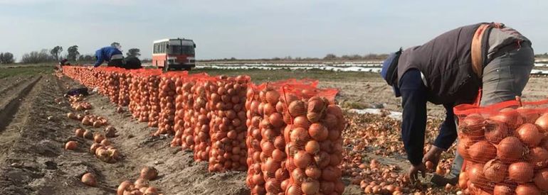 Son muchos los trabajadores golondrinas que llegan a la región. Foto ilustrativa.