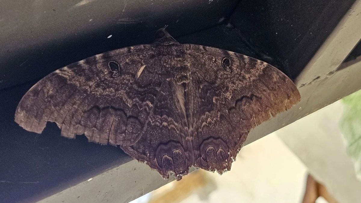 El ejemplar de “ascalapha odorata” que llegó a la casa de Julieta Medín en Las Grutas sorprendió por su tamaño. Estiman que mide cerca de 22 centímetros.&nbsp;