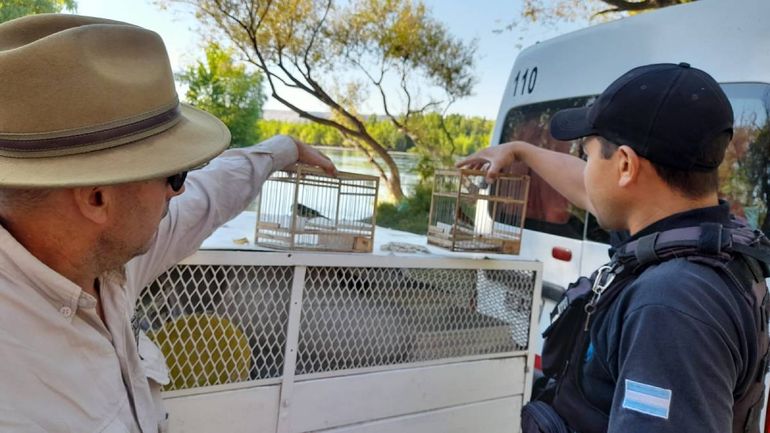 Operativo policial por aves capturadas ilegalmente: rescataron a un jilguero y un misto