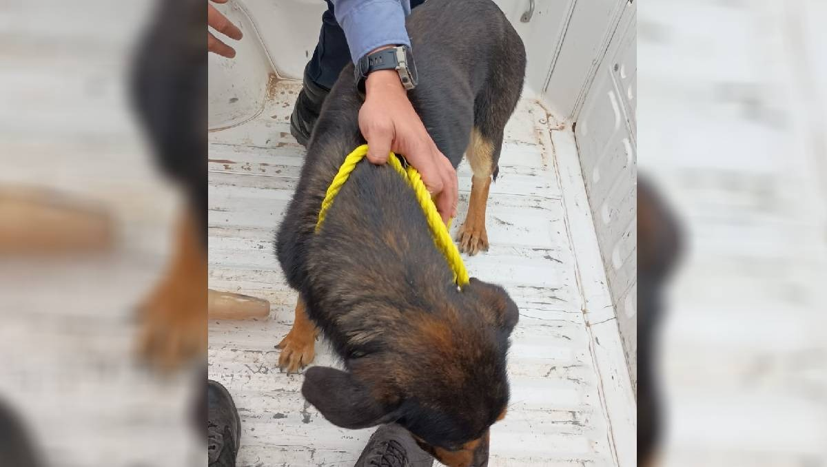 El perro rescatado por la policía cipoleña.