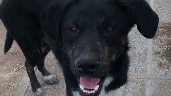 vecinos cipolenos se unieron para encontrar a jose, un perro callejero