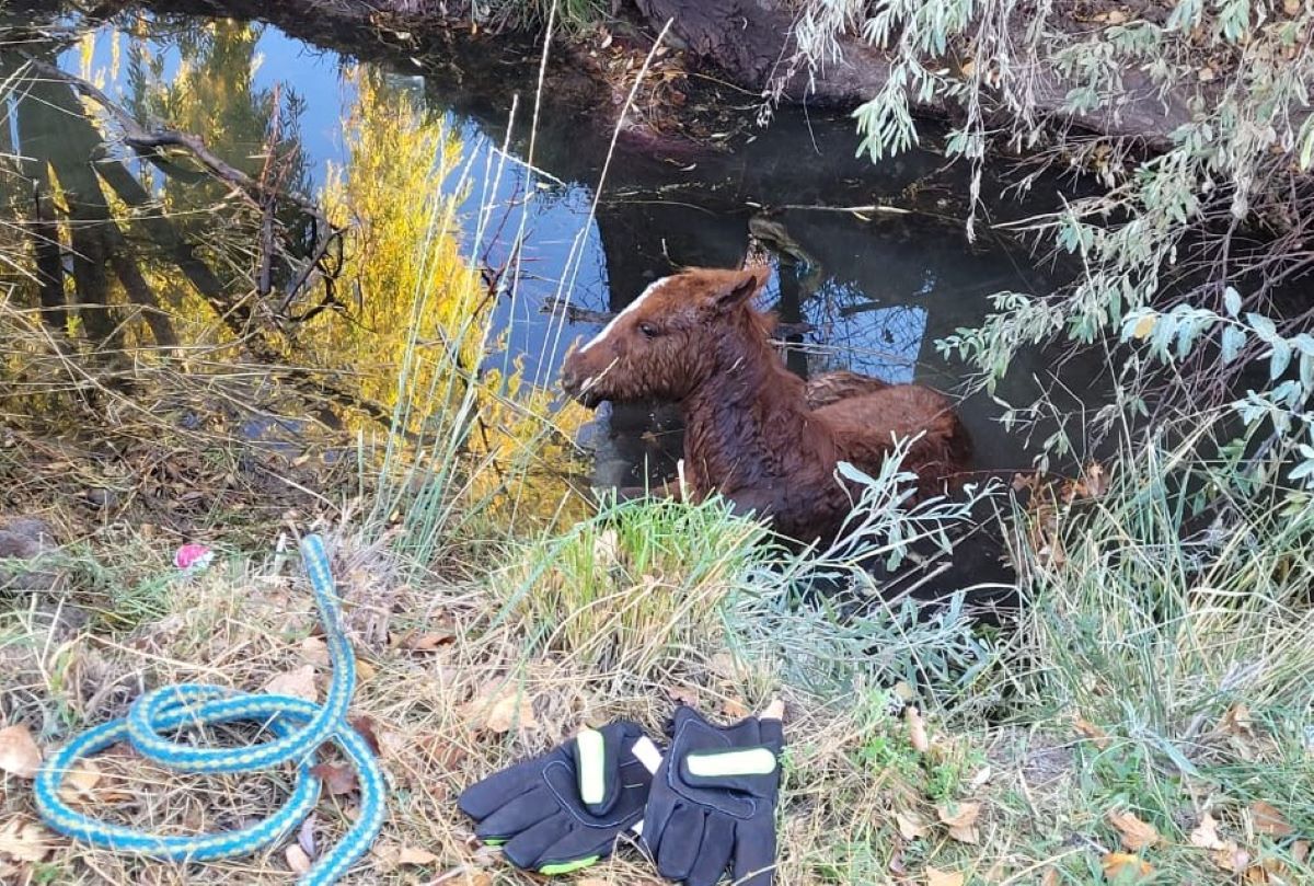 Rescataron a un potrillo que cayó a un canal de riego