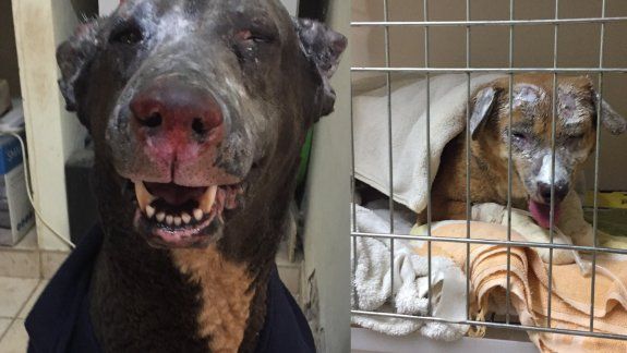 Explosión en Plaza Huincul: piden un hogar para dos perritos quemados