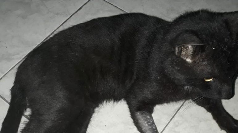 Mutilaron a otro gato en el barrio Villarino