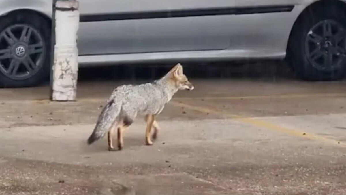 En Chubut preocupa la presencia de zorros en zonas urbanizadas.
