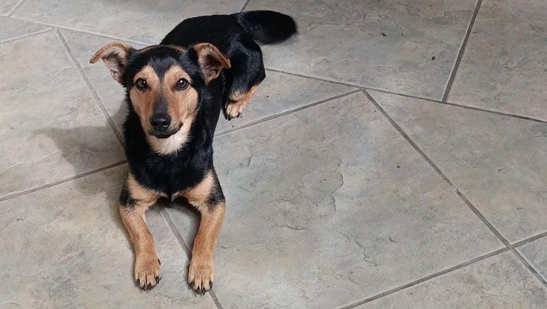 Coco, el perro que fue demorado en Ezeiza, volverá a su casa en Córdoba