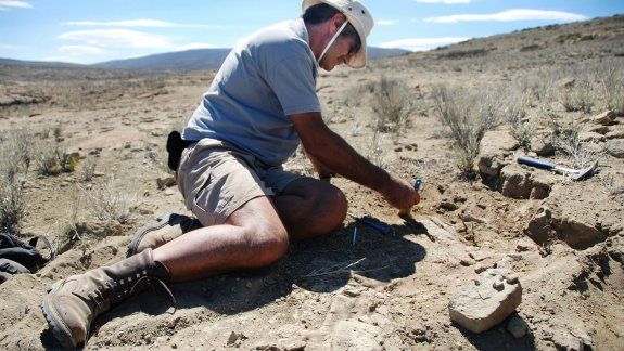 Descubrieron un nuevo dinosaurio a 20 kilómetros de Plaza Huincul