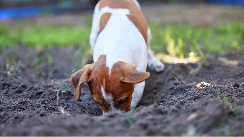 Cavar es una conducta que puede responder a necesidades físicas emocionales o de adaptación en el hogar del perro.