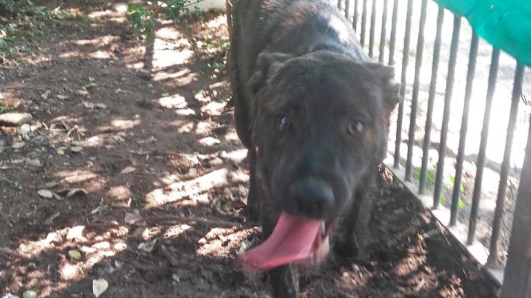 Rescataron a un perro que era brutalmente golpeado por su dueño