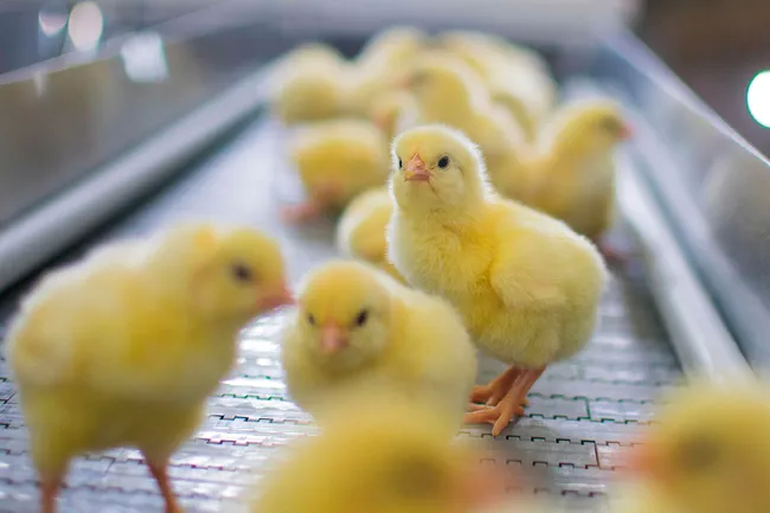 País libre de influenza: una muy buena noticia para el sector avícola.