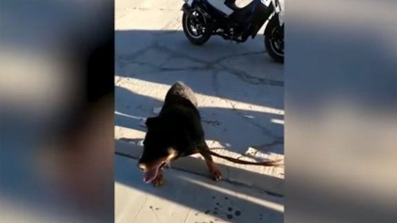 Indignante: arrastró a su perro en una moto y lo frenaron los vecinos