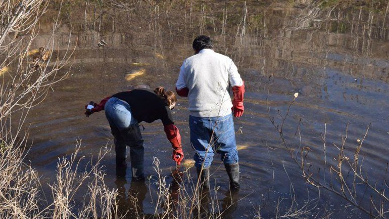 Un vecino filmó a los peces flotando en el río y el video se viralizó rápidamente.