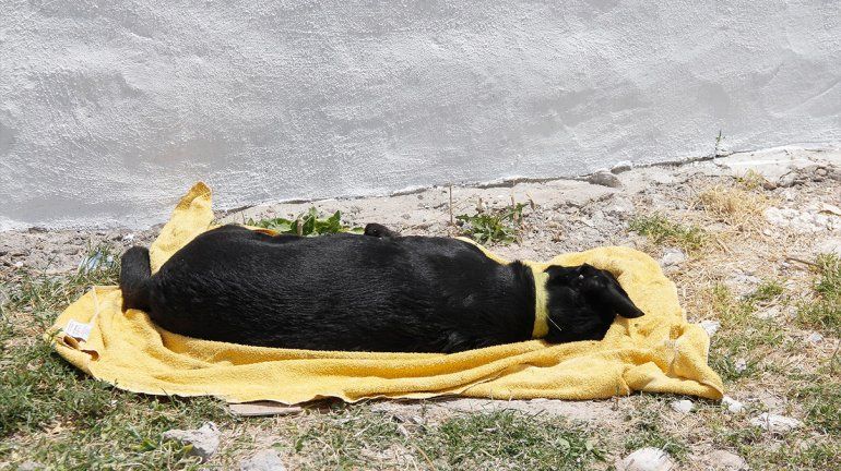 El Municipio inició una investigación por el envenenamiento masivo de perros