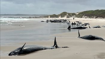 Las ballenas quedaron varadas en una playa remota del noroeste de Tasmania, isla ubicada al sur de Australia. Las ballenas quedaron varadas en una playa remota del noroeste de Tasmania, isla ubicada al sur de Australia.